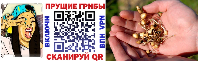 Галлюциногенные грибы прущие грибы Купить Николаевск